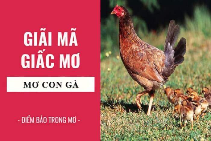 Giấc mơ thấy gà điềm báo gì? 