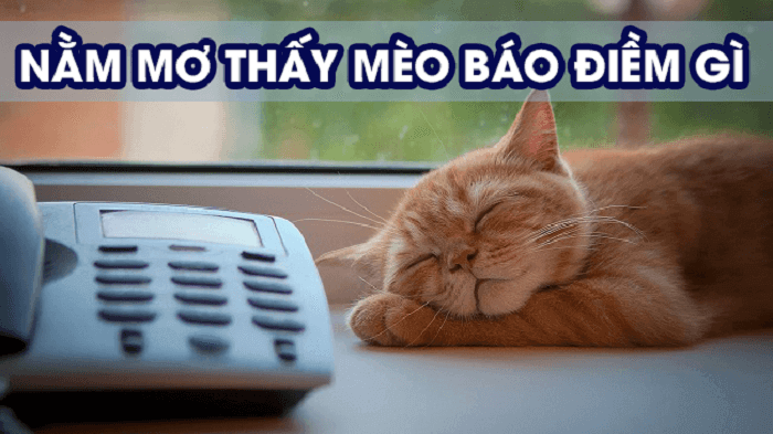 Nằm mơ thấy mèo có ý nghĩa gì? 